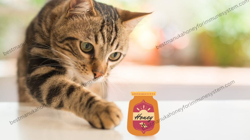 Manuka Honey for Cats
